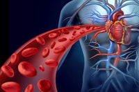 Enhances Circulation